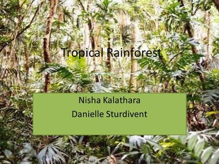 Tropical Rainforest Nisha Kalathara Danielle Sturdivent.