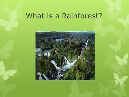What is a Rainforest?. A rainforest is a forest of tall trees in an area with year round warm weather and lots of rain.