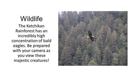 Wildlife The Ketchikan Rainforest has an incredibly high concentration of bald eagles. Be prepared with your camera as you view these majestic creatures!