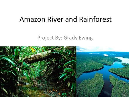 Amazon River and Rainforest Project By: Grady Ewing.