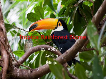 Tropical Rainforest Biome By: Abby M Adrian Minju.