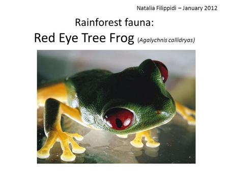 Rainforest fauna: Red Eye Tree Frog (Agalychnis callidryas) Natalia Filippidi – January 2012.