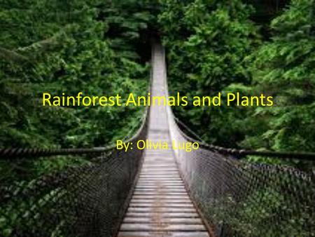 Rainforest Animals and Plants By: Olivia Lugo. Spider Monkeys Spider Monkeys like to hang upside-down holding on with all four feet and arms. That is.