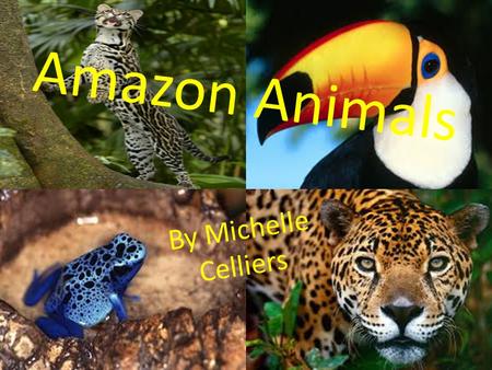 Amazon Animals By Michelle Celliers. Contents Jaguar Ocelot Toco Toucan Poisonous Dart Frog.