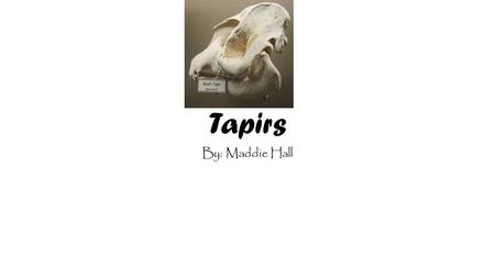Tapirs By: Maddie Hall. Facts about Tapirs -They have nasty bites. -They are fat. -They have a good sense of smell because of their snouts. -They are.