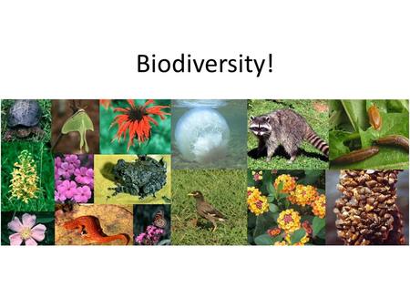 Biodiversity!. How many species are there in the world?