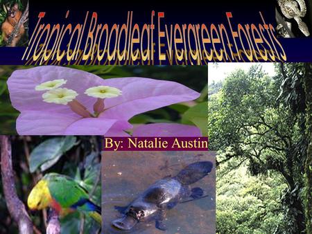By: Natalie Austin Location and Precipitation My biome is located in areas near the equator. These areas are tropical. The average temperature is 64°F.