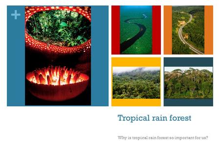 Why is tropical rain forest so important for us?