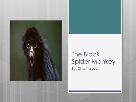 The Black Spider Monkey By: Chynna Lau. Information:  Scientific Name: Anteles paniscus  Height: 16-24 inches  Weight: 15-19 pounds  Habitat: tropical.