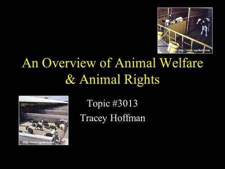 An Overview of Animal Welfare & Animal Rights Topic #3013 Tracey Hoffman