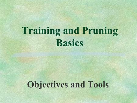 Training and Pruning Basics