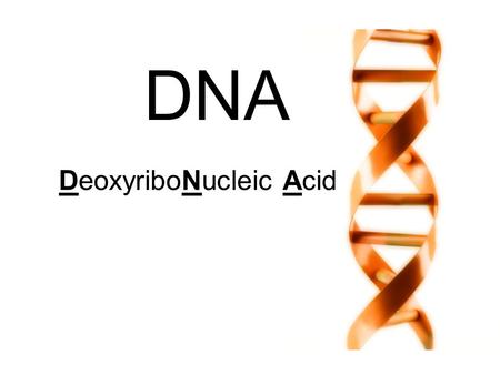 DNA DeoxyriboNucleic Acid. DNA! Makes up chromosomes Contains genes: chunks of DNA that code for certain traits.
