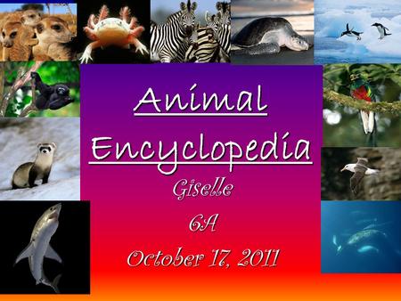 Animal Encyclopedia Giselle6A October 17, 2011. Table of Contents Mexican Axolotl Zebra Olive Ridley Sea TurtleOlive Ridley Sea Turtle Gentoo Penguin.