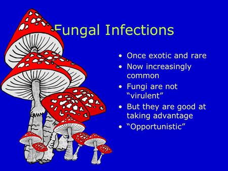 Fungal Infections Once exotic and rare Now increasingly common Fungi are not “virulent” But they are good at taking advantage “Opportunistic”