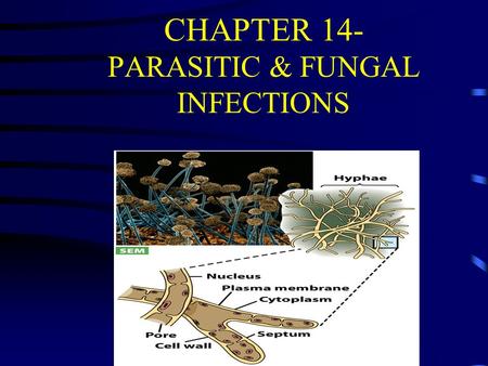CHAPTER 14- PARASITIC & FUNGAL INFECTIONS