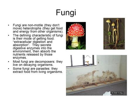 Fungi Fungi are non-motile (they don’t move) heterotrophs (they get food and energy from other organisms). The defining characteristic of fungi is their.
