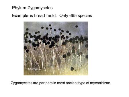 Phylum Zygomycetes Example is bread mold. Only 665 species Zygomycetes are partners in most ancient type of mycorrhizae.