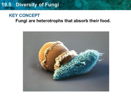 KEY CONCEPT  Fungi are heterotrophs that absorb their food.