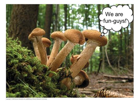 We are fun-guys! Figure 31.1 Can you spot the largest organism in this forest?