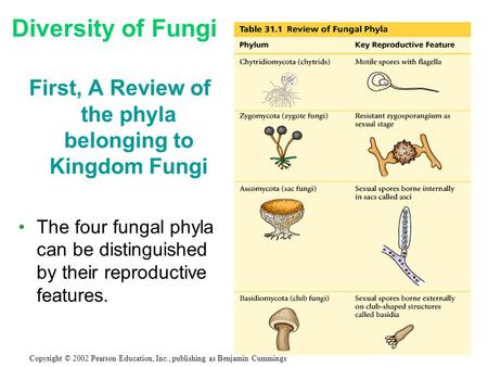 First, A Review of the phyla belonging to Kingdom Fungi