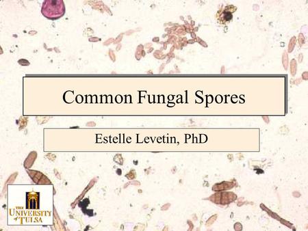 Common Fungal Spores Estelle Levetin, PhD. Fungal Spore Characteristics Spore size Spore shape Number of cells Attachment Scars Wall characteristics Spore.