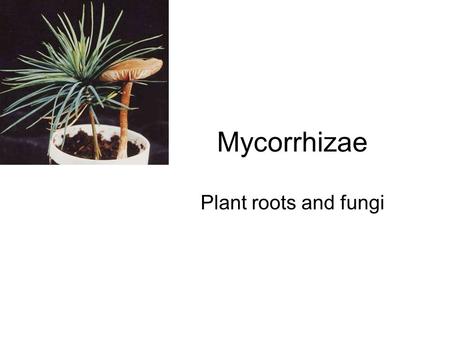 Mycorrhizae Plant roots and fungi.