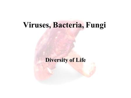 Viruses, Bacteria, Fungi Diversity of Life. Today… Viruses Prokaryotes: Kingdom Monera Eukaryotes Fungi.