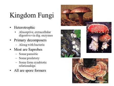 Kingdom Fungi Heterotrophic Absorptive, extracellular digestive via dig. enzymes Primary decomposers –Along with bacteria Most are Saprobes –Some parasitic.