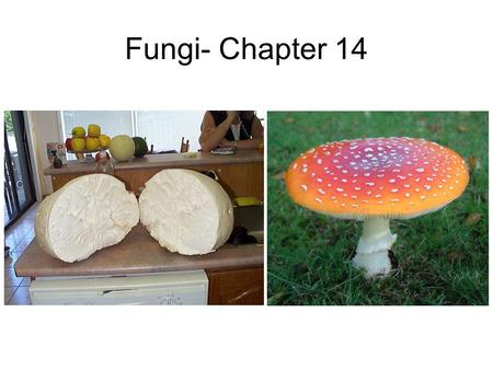 Fungi- Chapter 14.