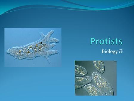Protists Biology .