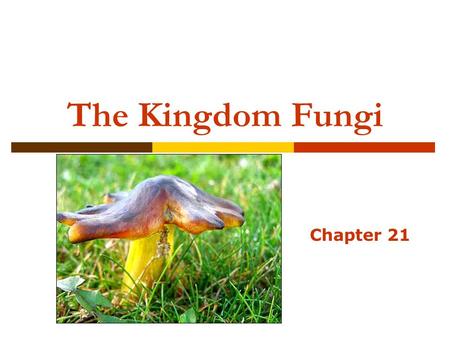 The Kingdom Fungi Chapter 21.