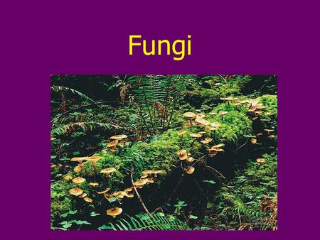 Fungi. Overview Fungi are eukaryotes Most are multicellular Differ from other eukaryotes in nutritional mode, structural organization, growth & reproduction.