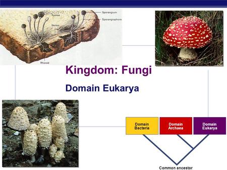 AP Biology 2007-2008 Domain Bacteria Domain Archaea Domain Eukarya Common ancestor Kingdom: Fungi Domain Eukarya.