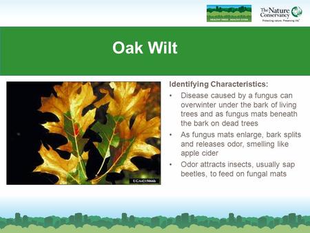 Oak Wilt Identifying Characteristics:
