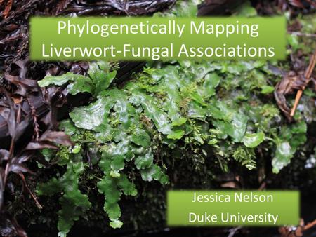 Phylogenetically Mapping Liverwort-Fungal Associations Jessica Nelson Duke University Jessica Nelson Duke University.