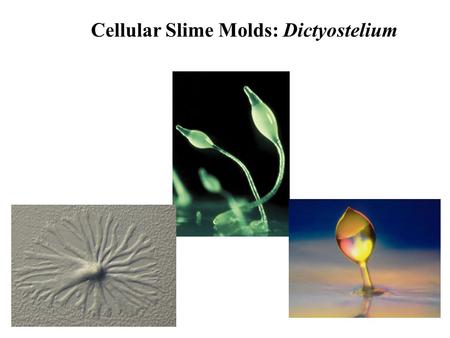 Cellular Slime Molds: Dictyostelium. Acellular Slime Molds: Physarum.