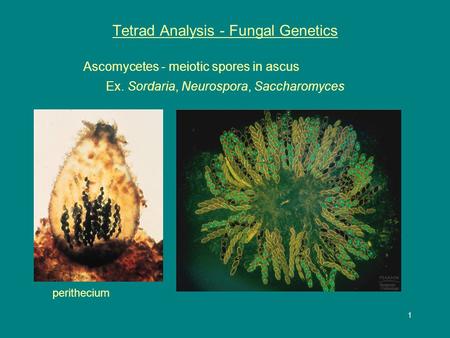 1 Tetrad Analysis - Fungal Genetics Ascomycetes - meiotic spores in ascus Ex. Sordaria, Neurospora, Saccharomyces perithecium.