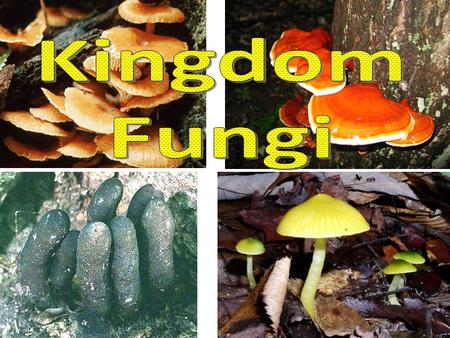 Kingdom Fungi.