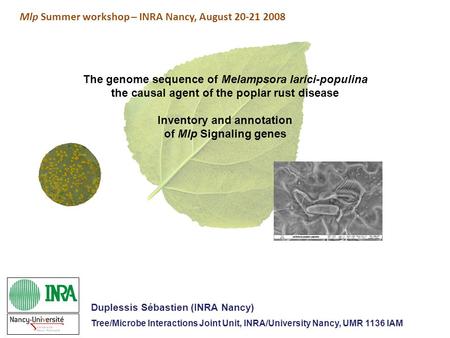 The genome sequence of Melampsora larici-populina the causal agent of the poplar rust disease Inventory and annotation of Mlp Signaling genes Mlp Summer.