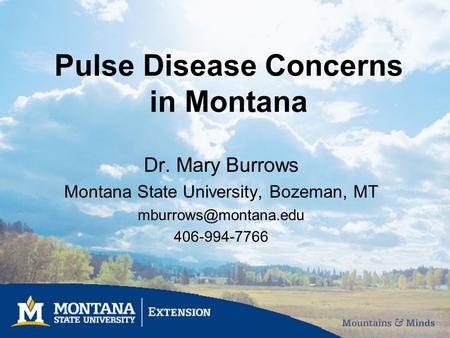 Pulse Disease Concerns in Montana Dr. Mary Burrows Montana State University, Bozeman, MT 406-994-7766.