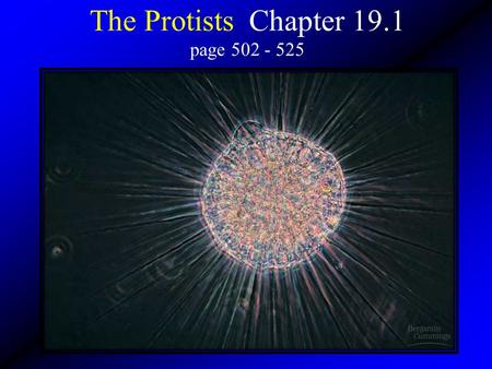 The Protists Chapter 19.1 page