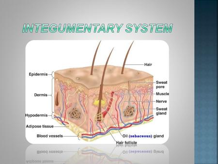 The integumentary system is an organ system consisting of your skin, hair, nails, and endocrine glands. Your skin is only a few millimeters thick, but.