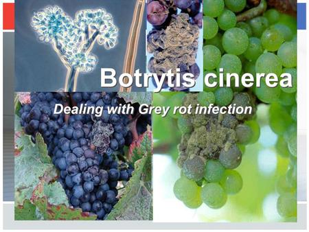 Botrytis cinerea Dealing with Grey rot infection.