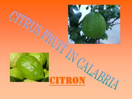 Citron. The citron is unlike the more common citrus species like the lemon or orange. While the most popular fruits are peeled in order to consume its.
