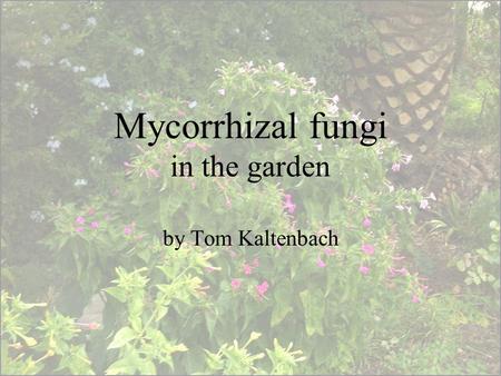 Mycorrhizal fungi in the garden by Tom Kaltenbach.