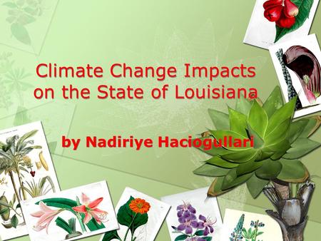 Climate Change Impacts on the State of Louisiana by Nadiriye Haciogullari.