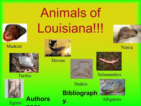 Animals of Louisiana!!! Nutria Alligators Turtles Salamanders Herons Egrets Snakes Muskrat Authors page Bibliograph y.