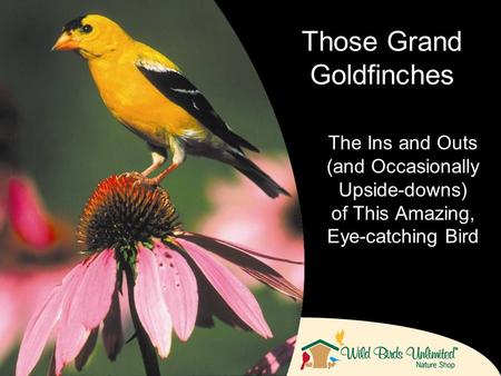 The Ins and Outs (and Occasionally Upside-downs) of This Amazing, Eye-catching Bird Those Grand Goldfinches.