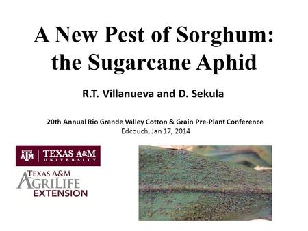 A New Pest of Sorghum: the Sugarcane Aphid R.T. Villanueva and D. Sekula 20th Annual Rio Grande Valley Cotton & Grain Pre-Plant Conference Edcouch, Jan.