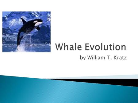 By William T. Kratz.  historical research of the whale  fossil records  related species geographic distribution  whale evolution video.
